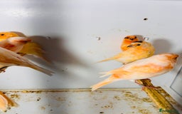 Canaries birds for sale: Young Red factor canaries for sale  - Image 1