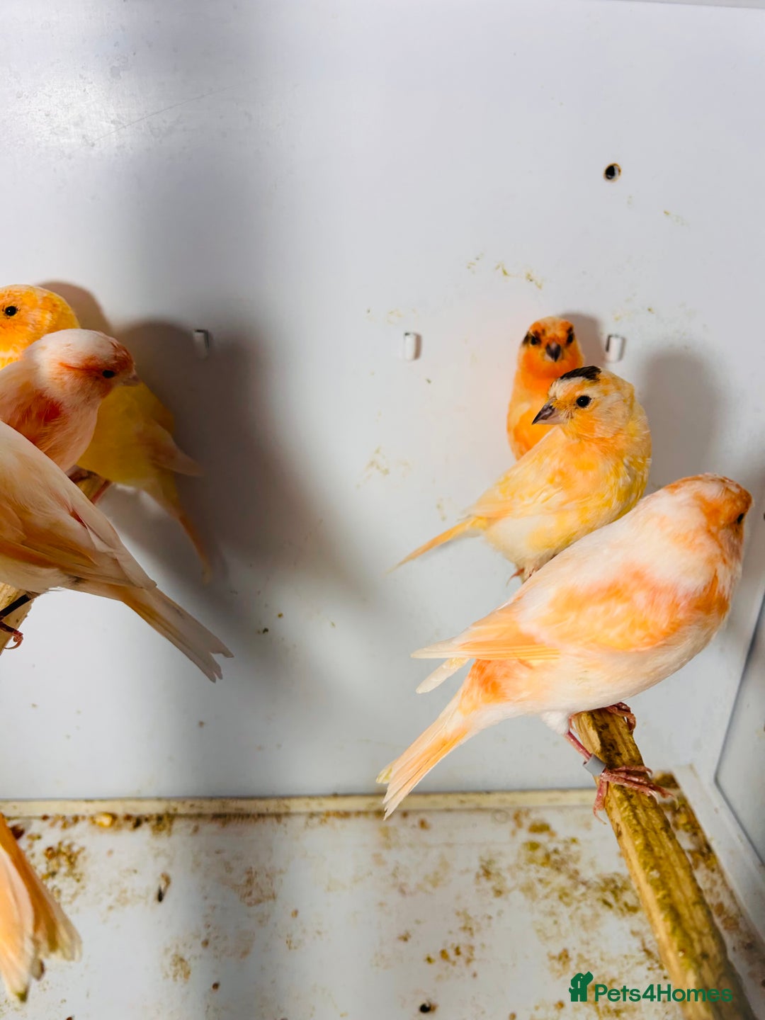 Canaries birds for sale: Young Red factor canaries for sale  - Image 1