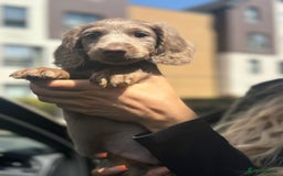 Miniature Dachshund dogs for sale: 1 last Black and Tan Male left!!!   in Watford - Image 16