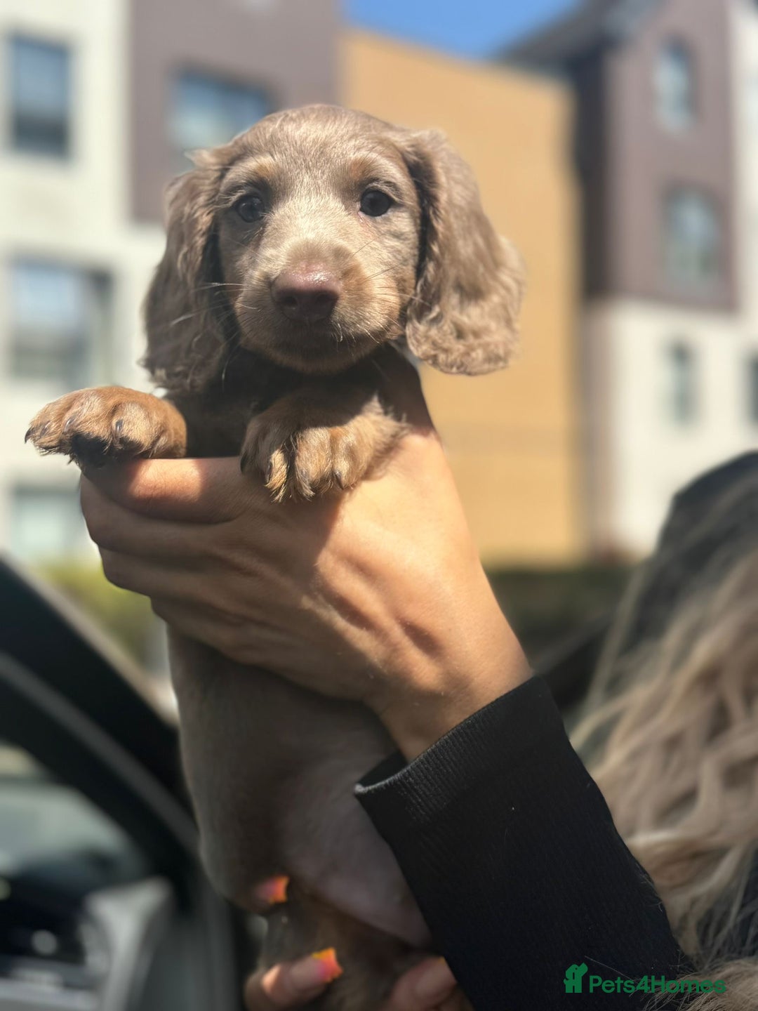 Miniature Dachshund dogs for sale: 1 last Black and Tan Male left!!!   in Watford - Image 16