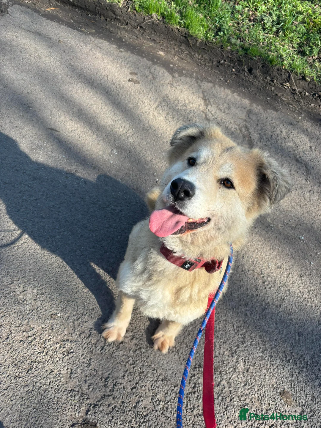 Mixed Breed dogs for adoption: Meet Paddy, currently residing in Cheshire  in Nantwich - Advert 13