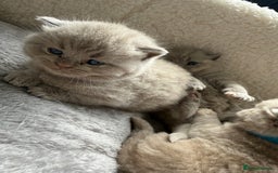 British Shorthair cats for sale: Champions bloodline British Shorthair Kittens! 🐾  - Image 24