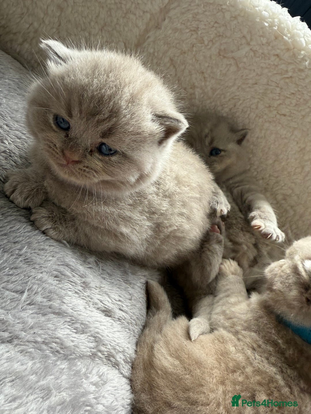British Shorthair cats for sale: Champions bloodline British Shorthair Kittens! 🐾  - Image 24
