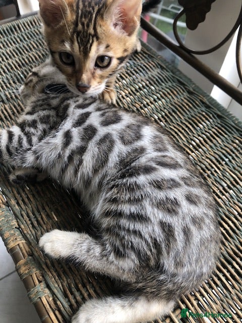 Bengal cats Quality kittens Bengal - Advert 2