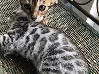 Bengal cats Quality kittens Bengal - Advert 1