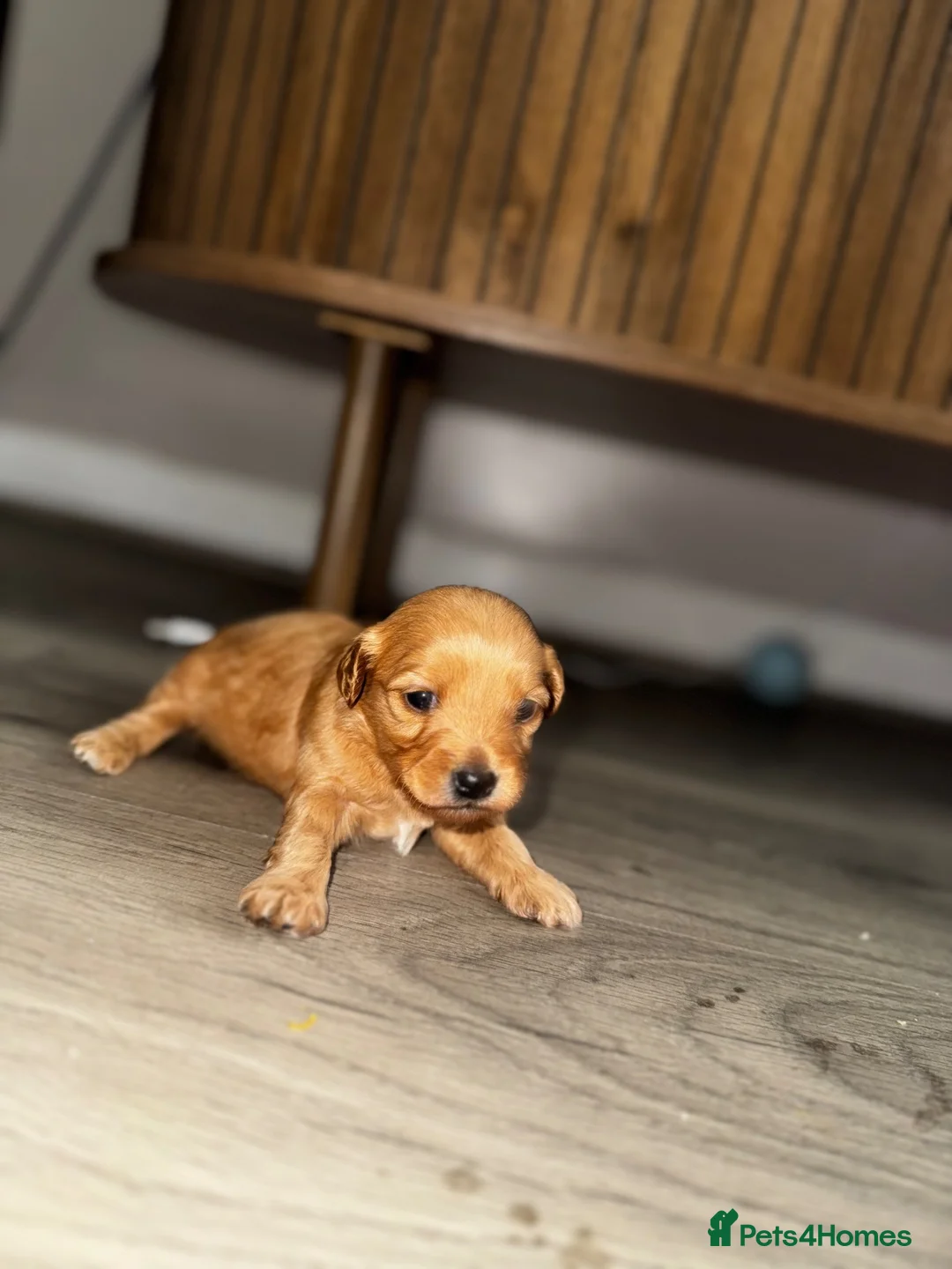 Mixed Breed dogs for sale: Cavapoo x morkie pups in Warrington - Advert 12