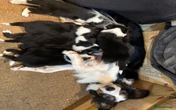 Border Collie dogs for sale: Border collie pups. Ready 26 aug - Image 1