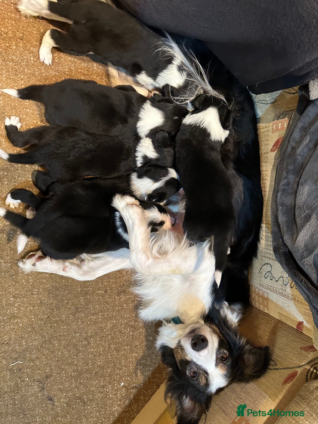 Border Collie dogs for sale: Border collie pups. Ready 26 aug - Image 1