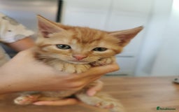 Mixed Breed cats for sale: Beautiful kittens ready now - Image 32
