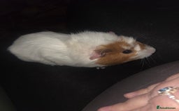 Guinea Pig rodents for sale: Baby female guinea pig - Image 6