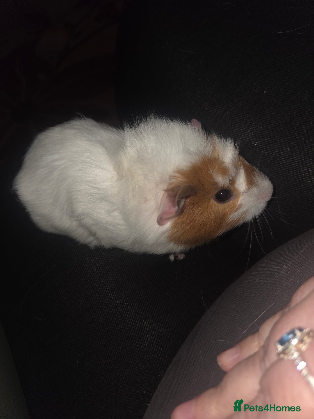 Guinea Pig rodents for sale: Baby female guinea pig - Image 6