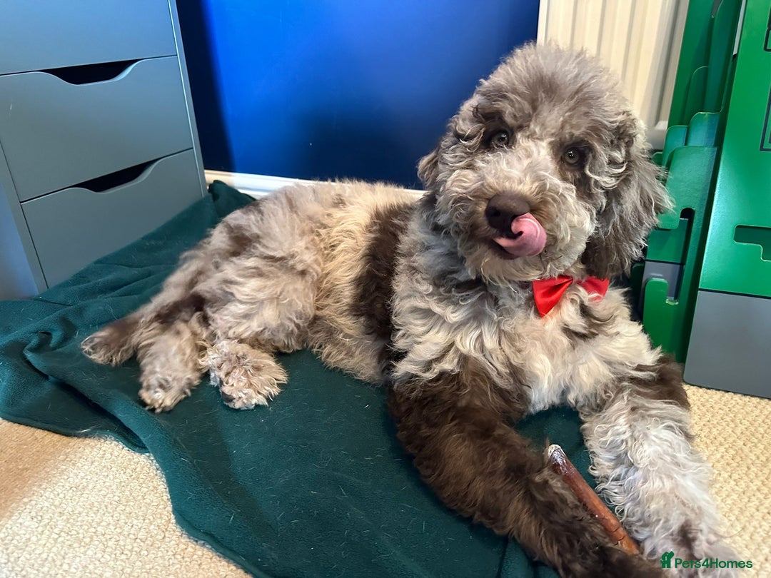 Australian Labradoodle dogs for sale: *waiting list* Australian labradoodles - Image 15
