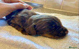 Cocker Spaniel dogs for sale: Working Cocker Spaniel Pups - Image 10
