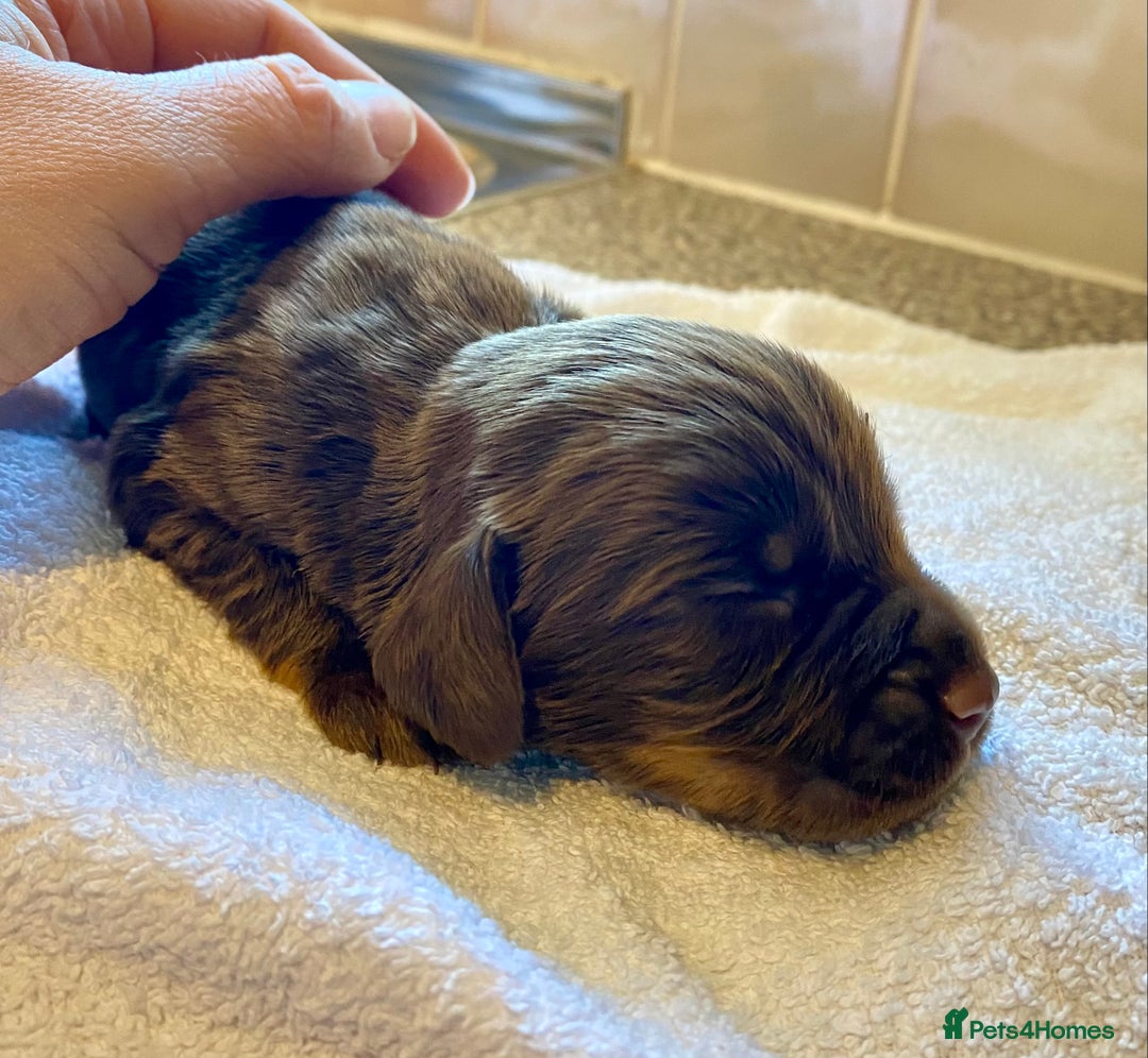 Cocker Spaniel dogs for sale: Working Cocker Spaniel Pups - Image 10