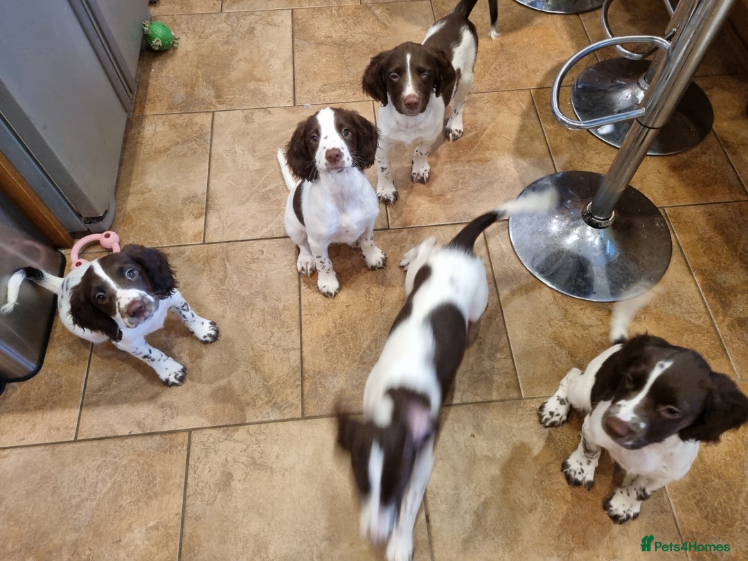 English Springer Spaniel dogs for sale: English springer spaniel puppies  - Image 39