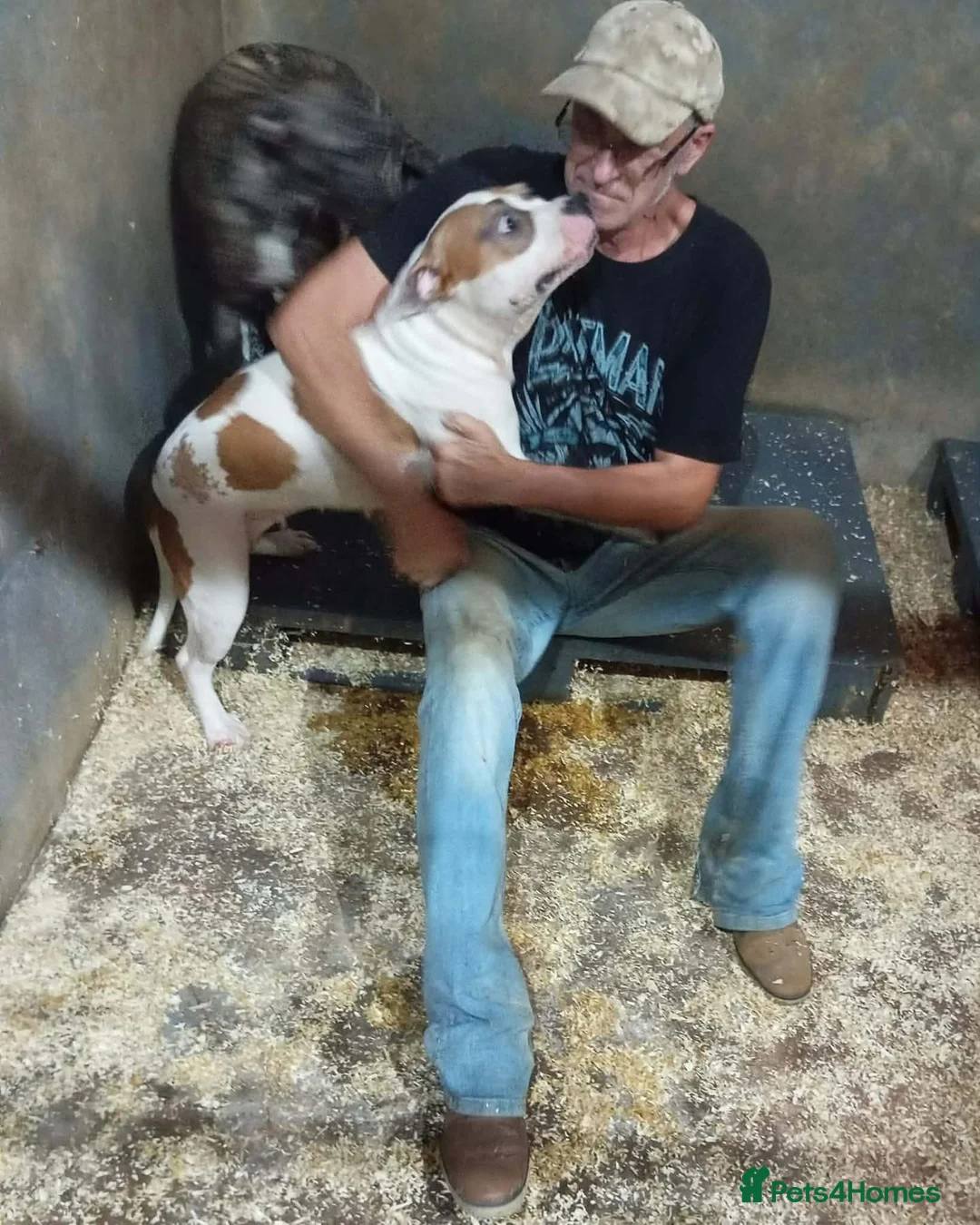 Staffordshire Bull Terrier dogs for adoption: Leia - Norwich Norfolk  - Advert 11