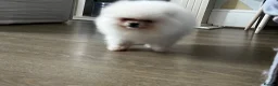 Pomeranian dogs for sale:     Luxury White Pomeranian Puppies  - Advert 4