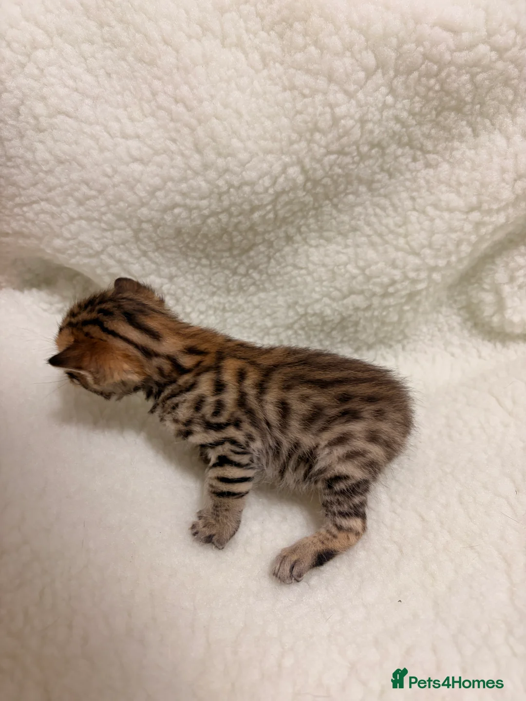 Bengal cats for sale: Bengal kittens - Advert 8