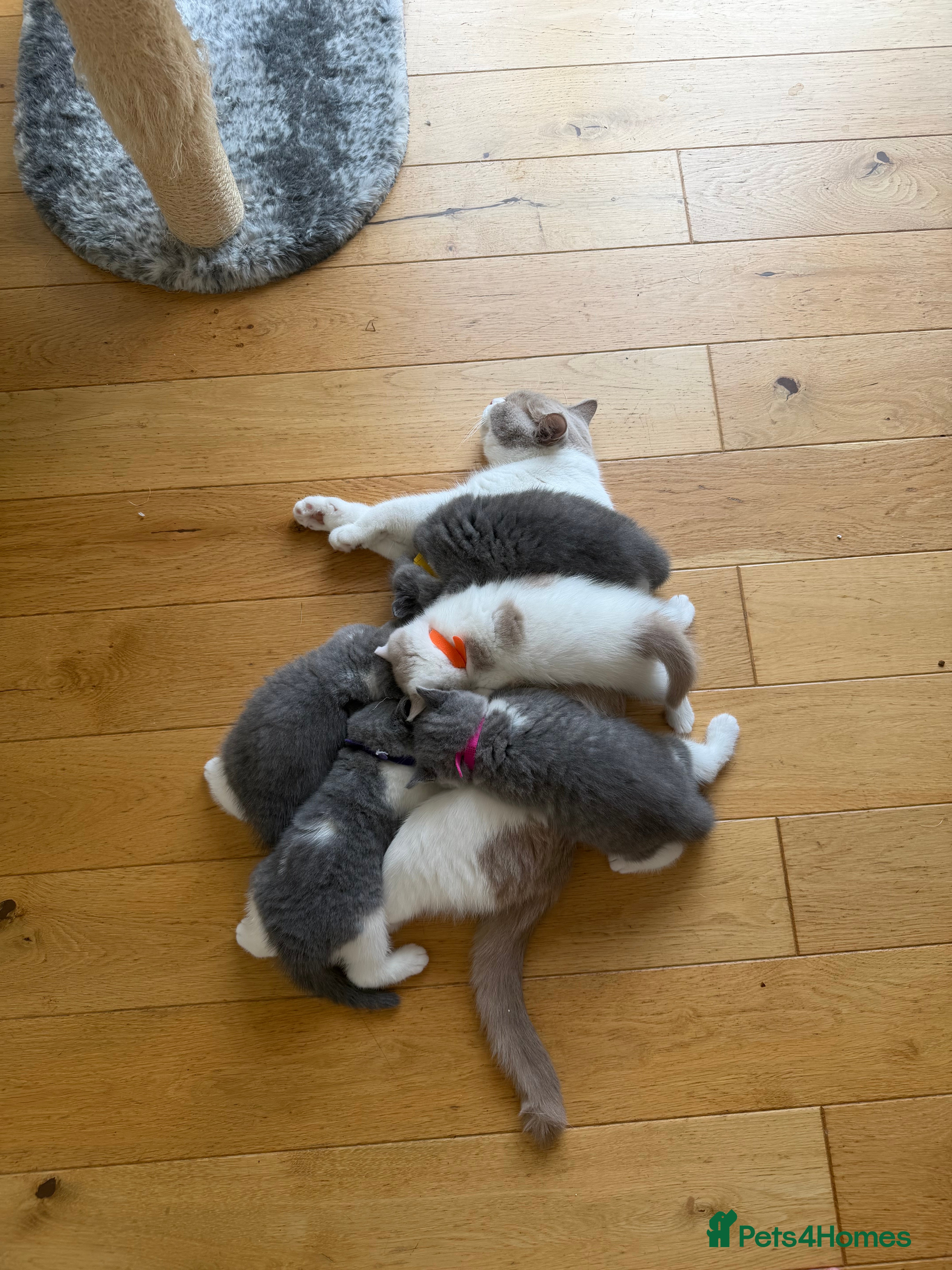 British Shorthair cats 🐾 Beautiful Blue & White BSH Boys 🐾 - Advert 2
