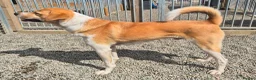 Mixed Breed dogs for adoption: Henry - In Ayr Looking for a home  - Advert 11