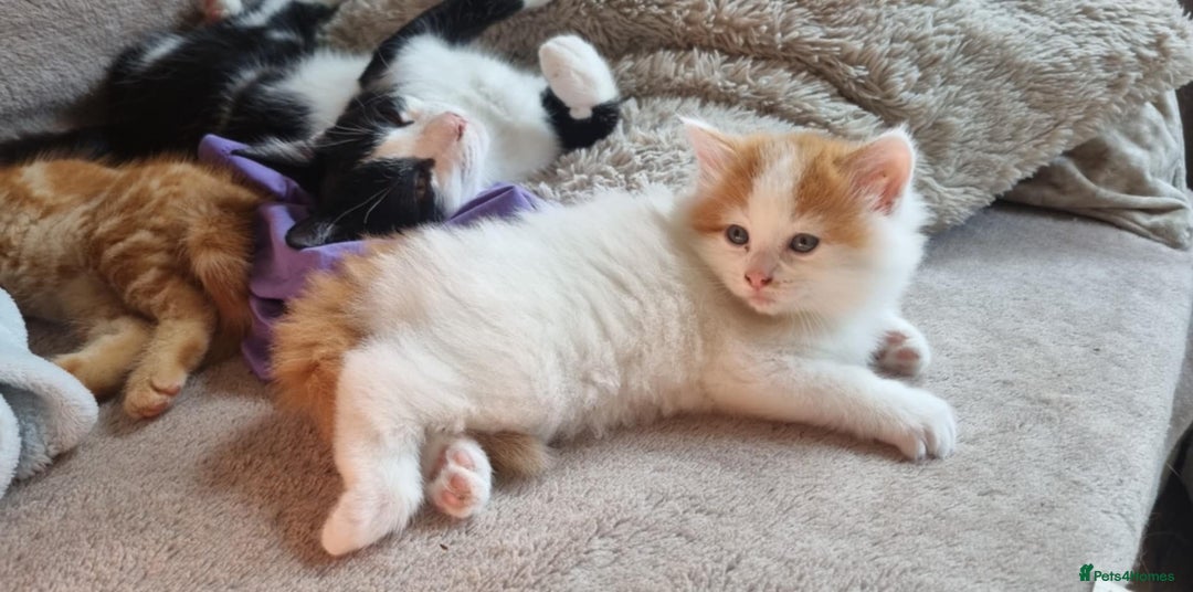 Mixed Breed cats for sale: Adorable Kittens. Ginger males - Image 8