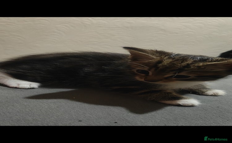 American Shorthair cats - Advert 1