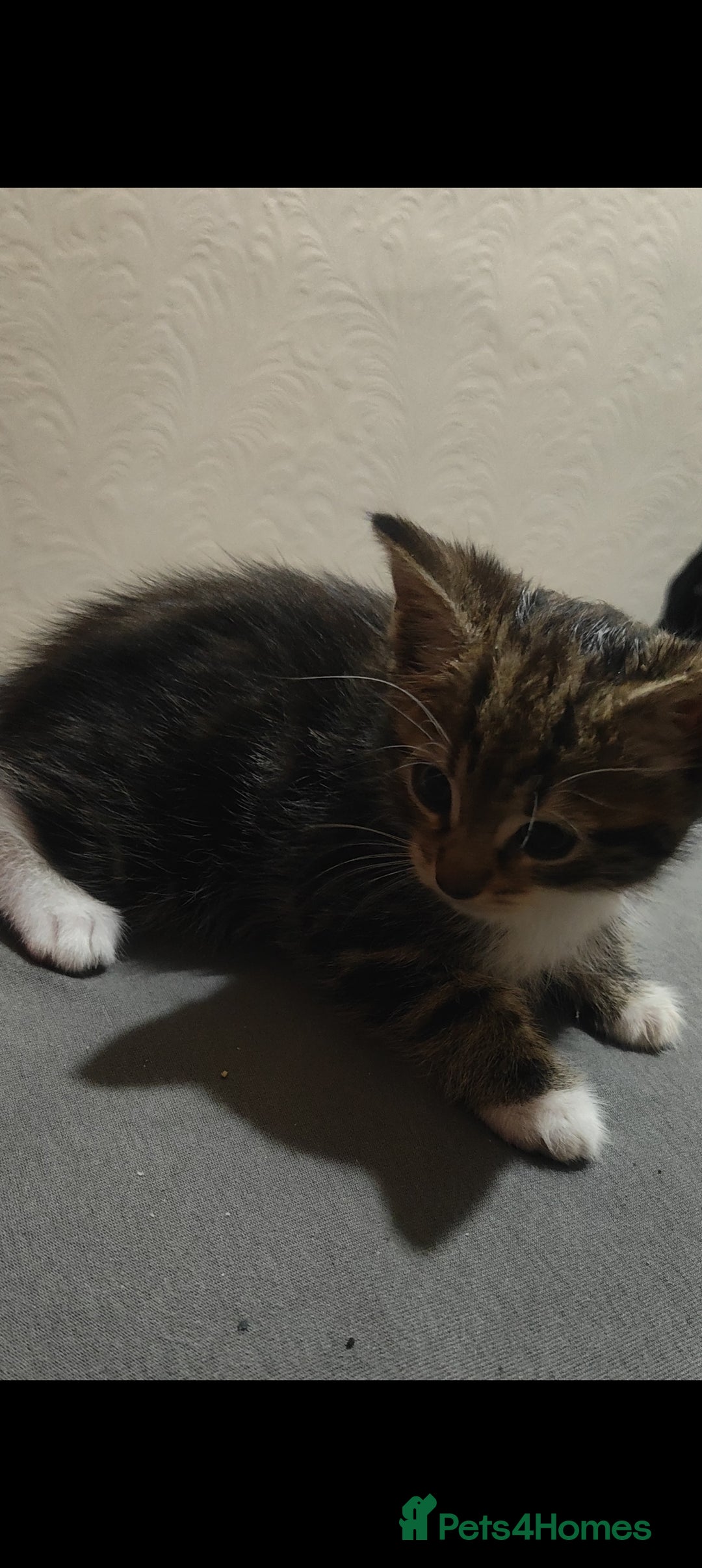 American Shorthair cats for sale: Adorable Kittens Looking for a Loving Home 🐾❤️ - Image 1