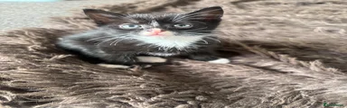 Mixed Breed Kitten 4