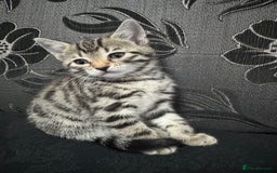 Bengal cats for sale: £150 fixed price for 5 kittens all together  - Image 1