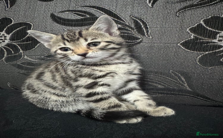 Bengal cats - Advert 2