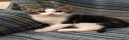Mixed Breed cats for sale: 4 adorable friendly kittens 2 female, 2 male.  - Advert 5