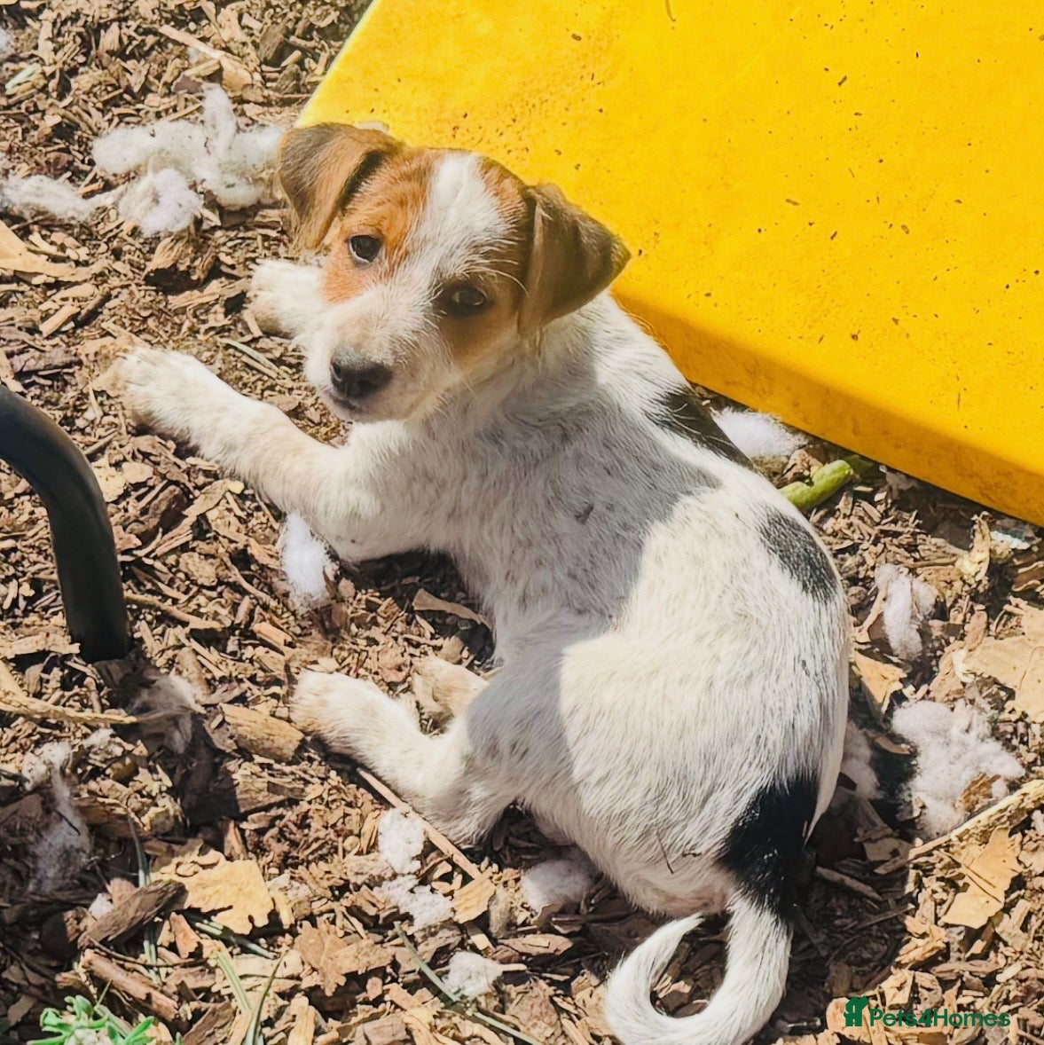 Jack Russell dogs for sale: A good Old Fashioned JR ❤️ - Advert 2