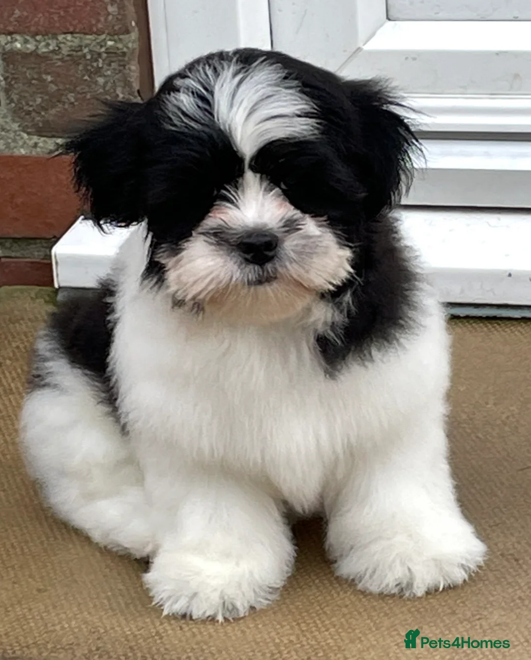 Lhasa Apso dogs for sale: Lhasa Apso male pup - Advert 1