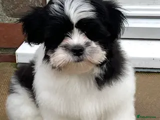 Lhasa Apso dogs Lhasa Apso male pup - Advert 17