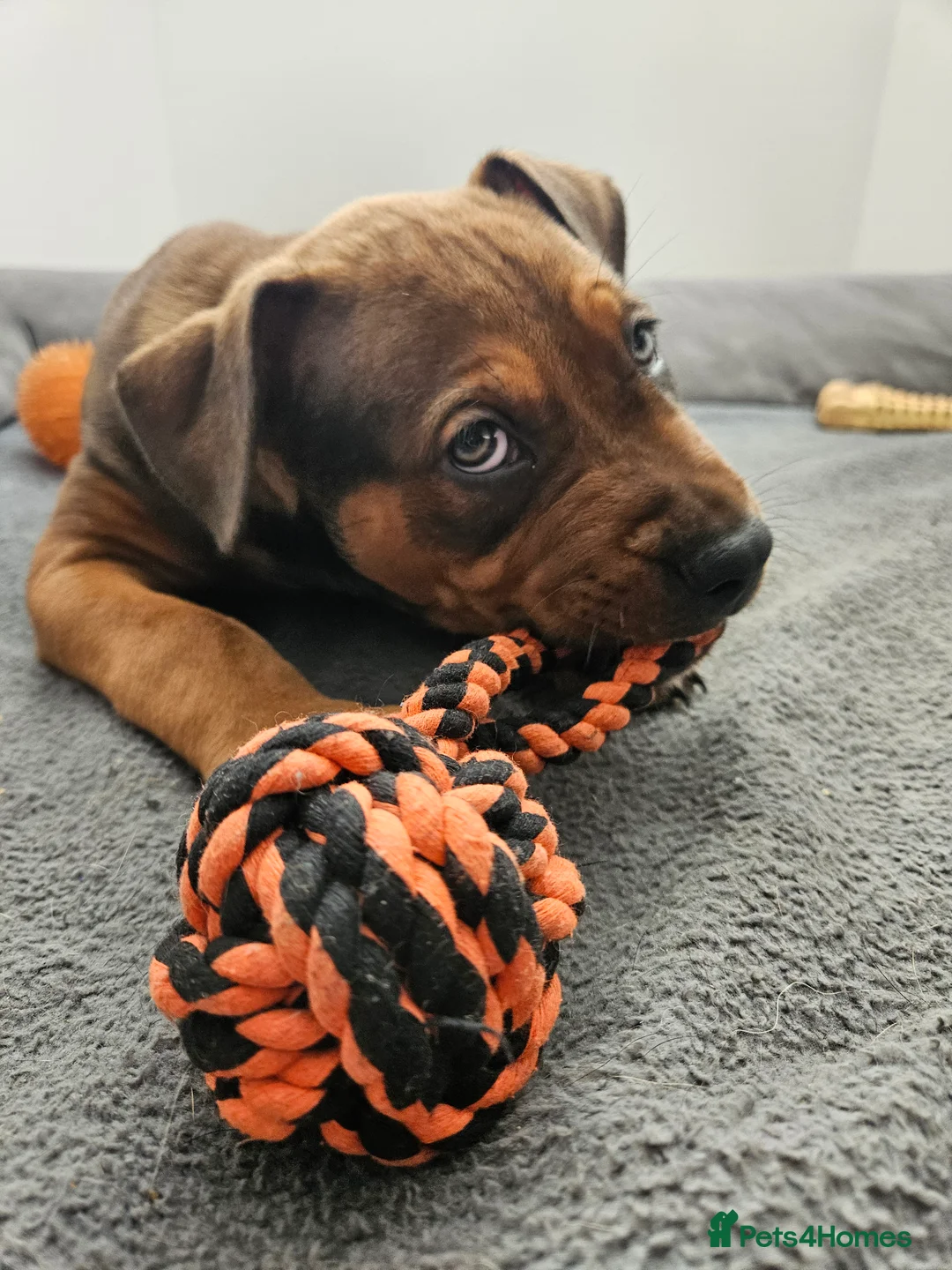 Mixed Breed dogs for sale: "TOGO" :)  - Advert 2