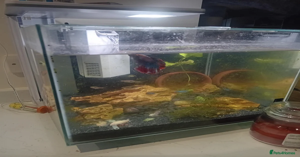 Fish tank aquarium with pretty fish for sale in Bedford | Pets4Homes