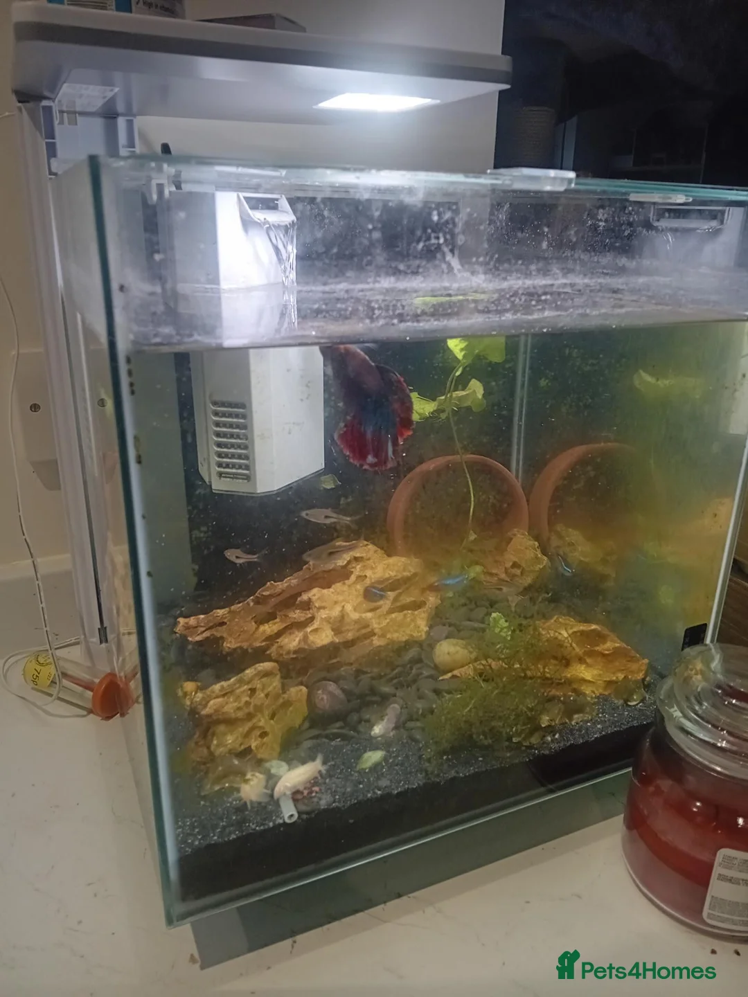 Bettas fish for sale: Fish tank aquarium with pretty fish in Bedford - Advert 1