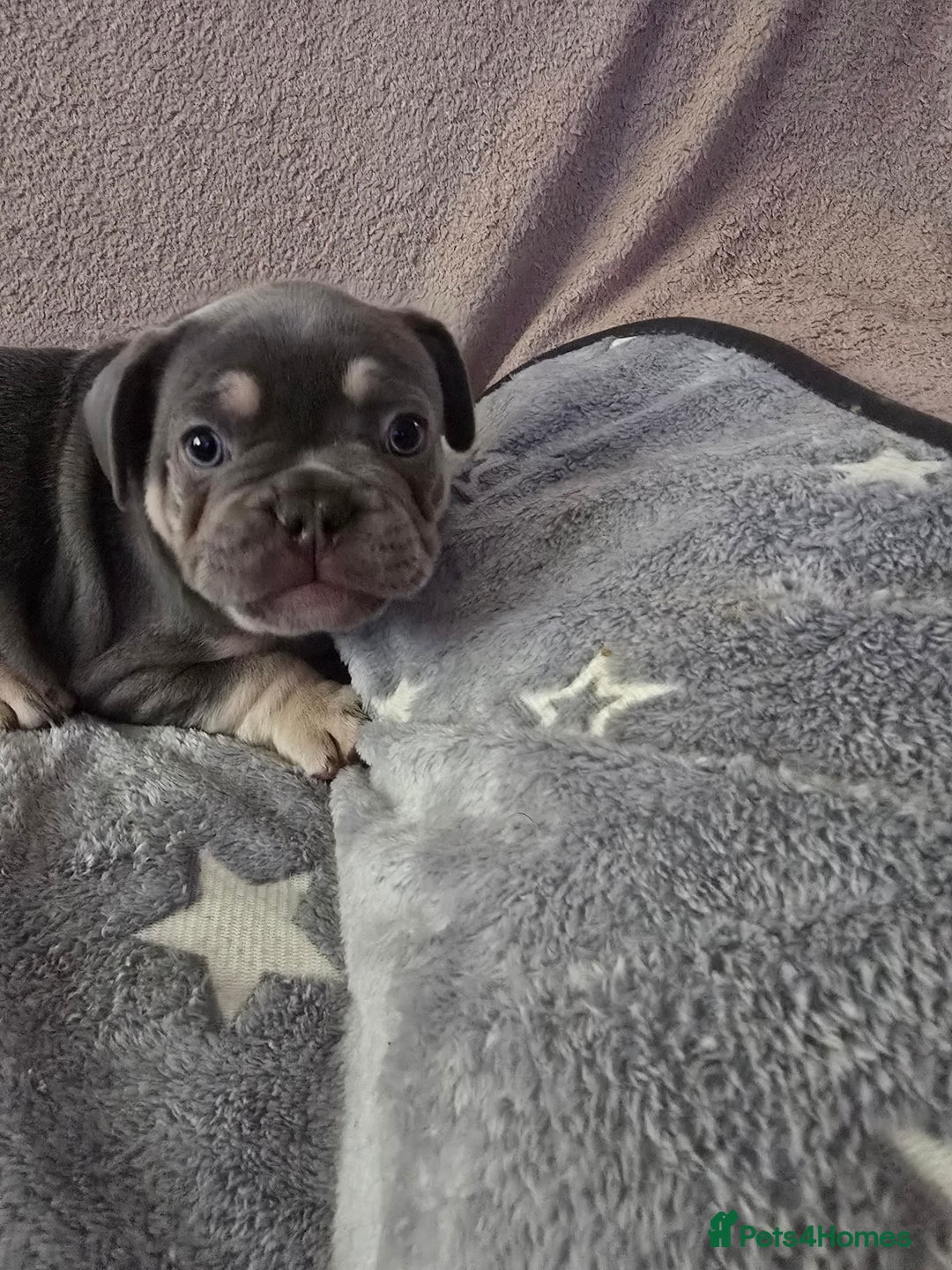 French Bulldog dogs for sale: Beautiful blue & White Blue & Tan - Advert 4