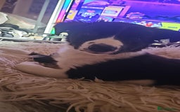 Sprollie dogs for sale: 12 week old sprollie pup  - Image 2
