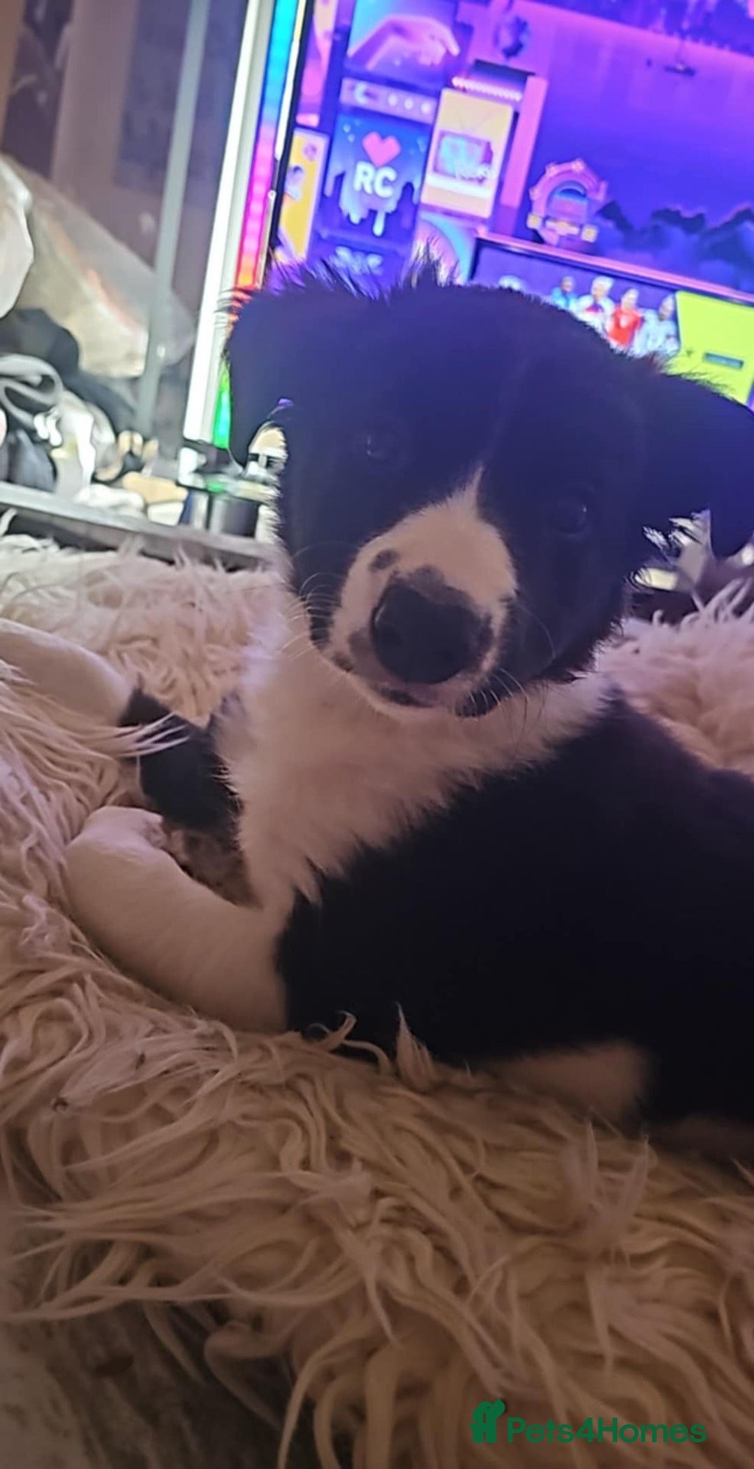 Sprollie dogs for sale: 12 week old sprollie pup  - Image 2