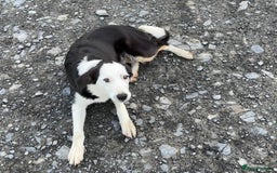 Border Collie dogs for sale: Border Collie Male - Image 4