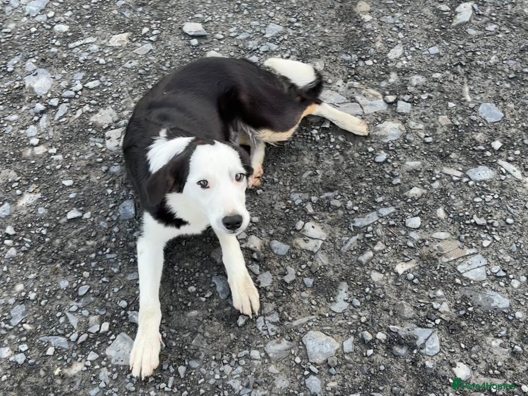 Border Collie dogs for sale: Border Collie Male - Image 4