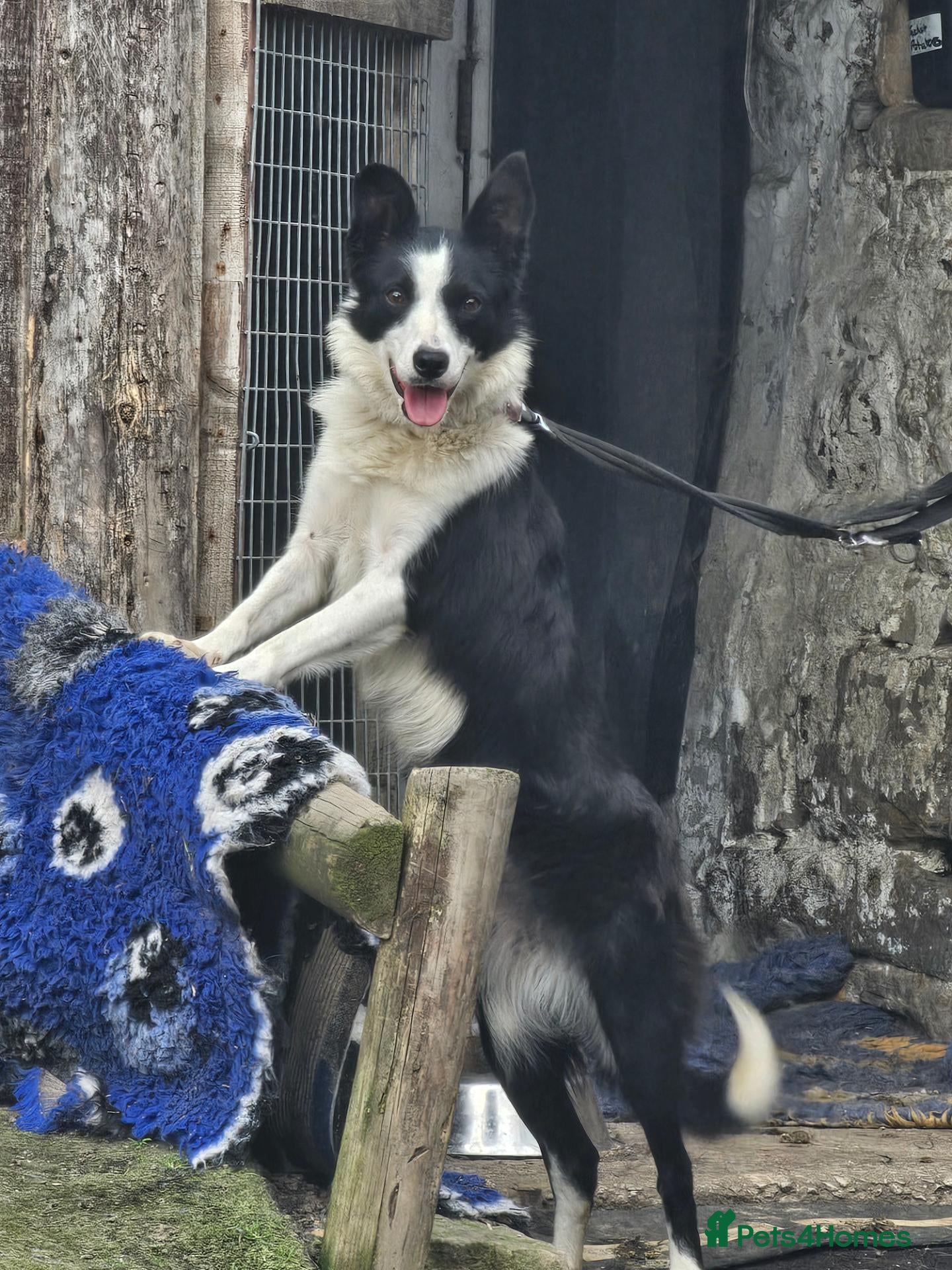 Border Collie dogs ** Border collie ** - Advert 4
