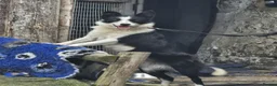 Border Collie dogs for sale: ** Border collie ** - Advert 1