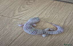 Gecko reptiles for sale: Various leopard geckos and a african fat tail geck - Advert 1