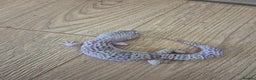 Gecko reptiles for sale: Various leopard geckos and a african fat tail geck - Advert 1