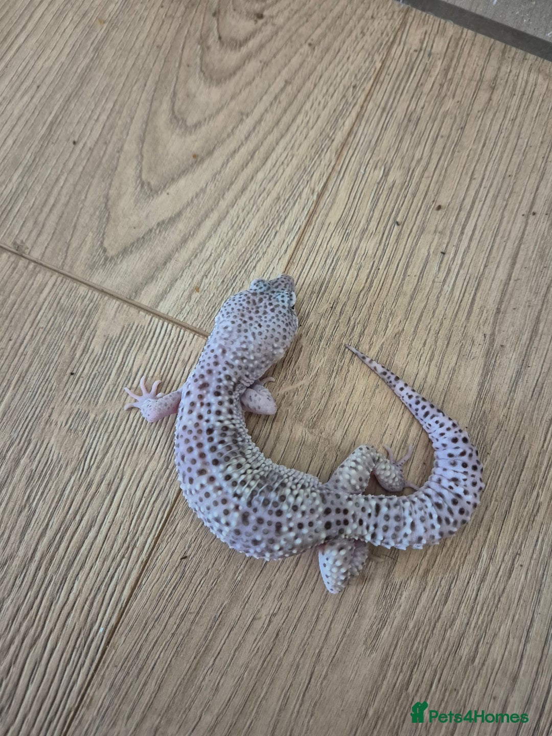 Gecko reptiles for sale: Various leopard geckos and a african fat tail geck - Advert 1