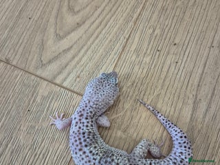 Gecko reptiles Various leopard geckos and a african fat tail geck - Advert 1