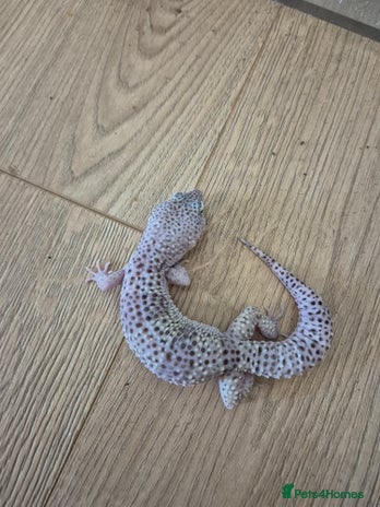 Gecko reptiles Various leopard geckos and a african fat tail geck - Advert 1