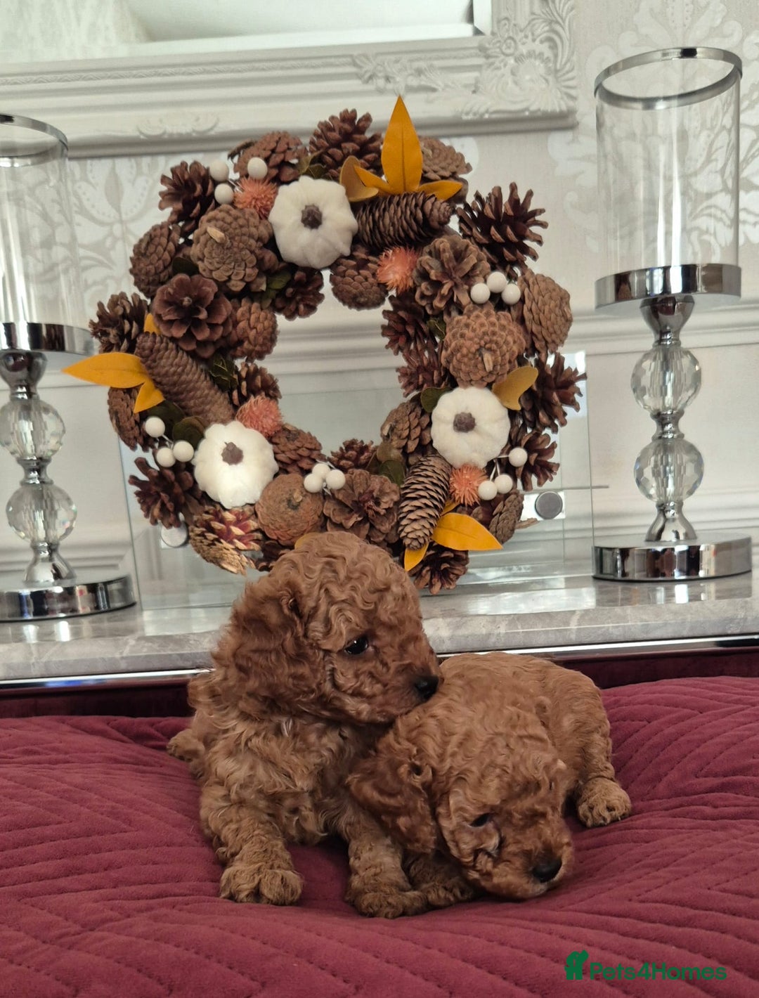 Cavapoo dogs for sale: HEALTH TESTED F1B CAVERPOO PUPPIES  - Image 6